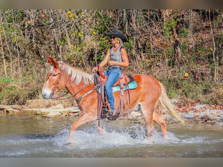 Fox trotter de Missouri Caballo castrado 14 años Alazán rojizo in Flemingsburg KY