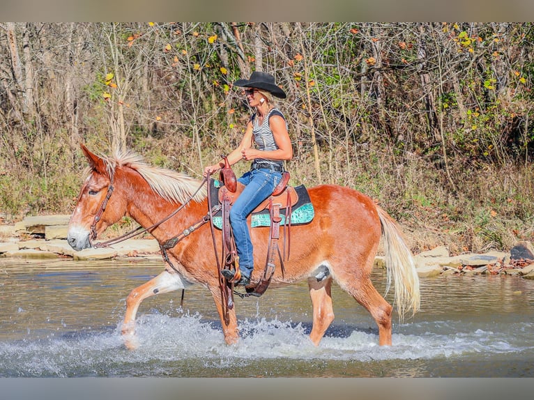 Fox trotter de Missouri Caballo castrado 14 años Alazán rojizo in Flemingsburg KY