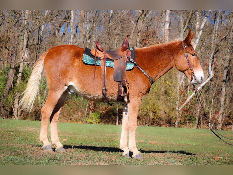 Fox trotter de Missouri Caballo castrado 14 años Alazán rojizo in Flemingsburg KY