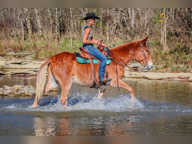 Fox trotter de Missouri Caballo castrado 14 años Alazán rojizo in Flemingsburg KY