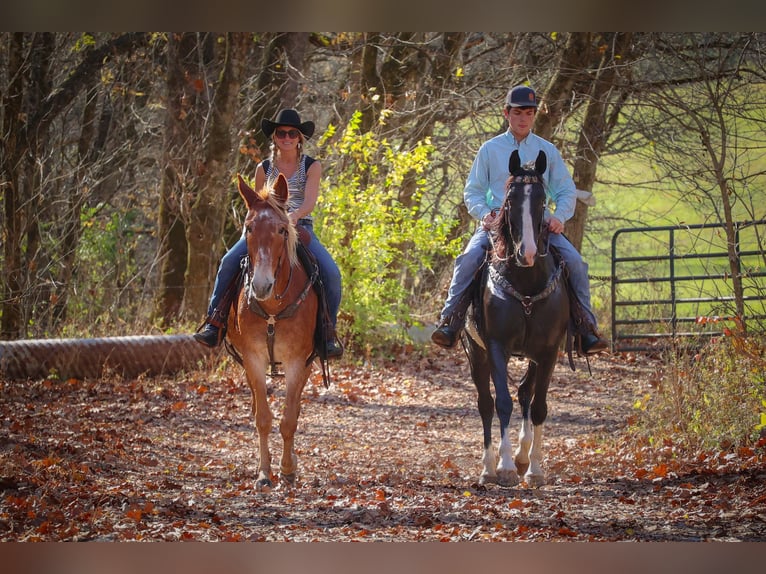 Fox trotter de Missouri Caballo castrado 14 años Alazán rojizo in Flemingsburg KY