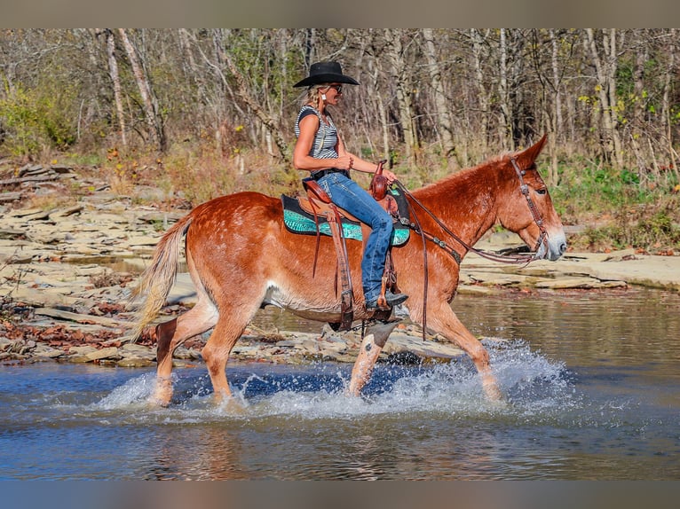 Fox trotter de Missouri Caballo castrado 14 años Alazán rojizo in Flemingsburg KY