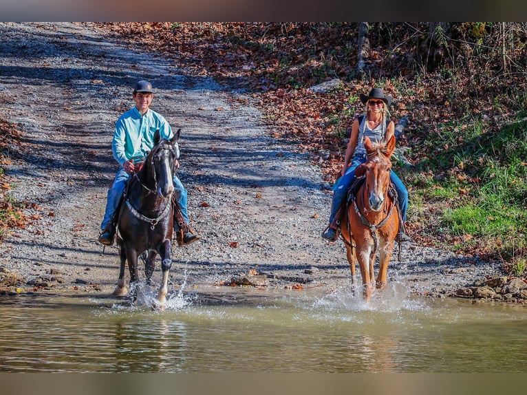 Fox trotter de Missouri Caballo castrado 14 años Alazán rojizo in Flemingsburg KY