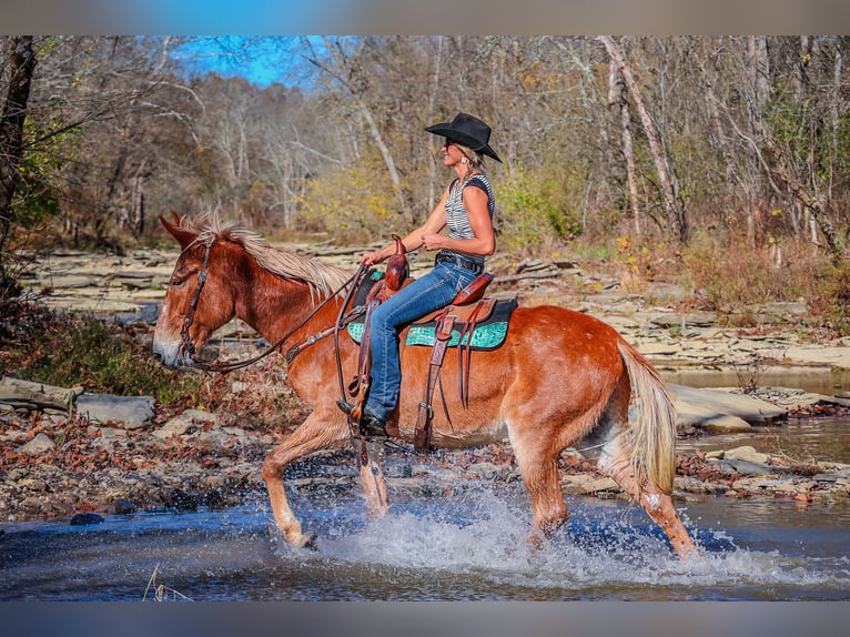 Fox trotter de Missouri Caballo castrado 14 años Alazán rojizo in Flemingsburg KY