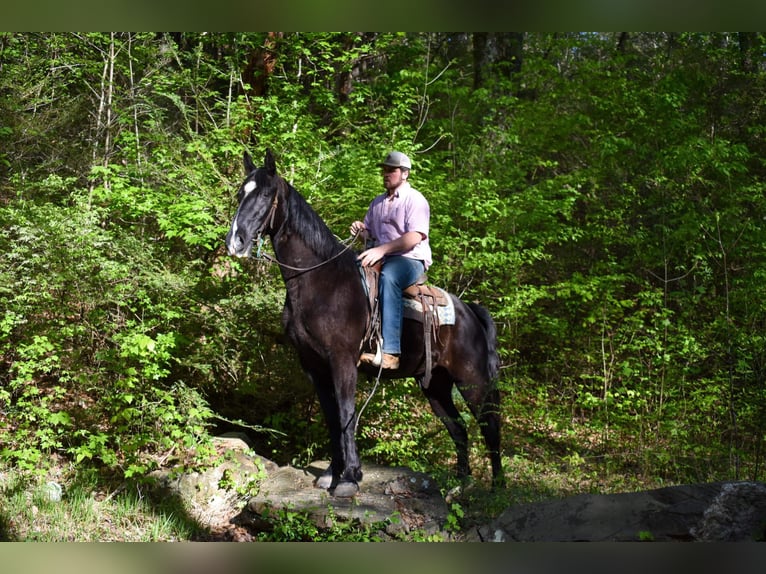 Fox trotter de Missouri Caballo castrado 14 años Negro in Cleveland TN