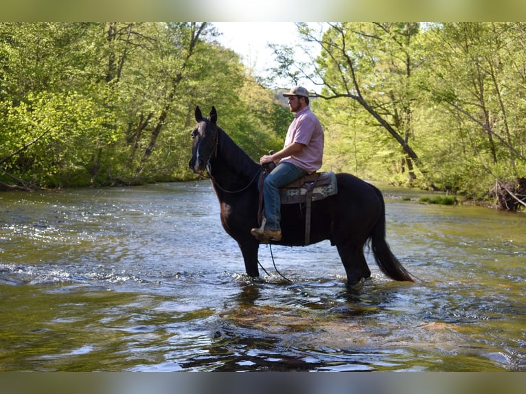 Fox trotter de Missouri Caballo castrado 14 años Negro in Cleveland TN