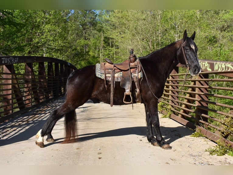 Fox trotter de Missouri Caballo castrado 14 años Negro in Cleveland TN