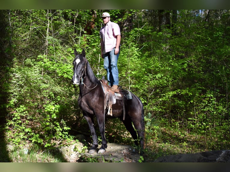 Fox trotter de Missouri Caballo castrado 14 años Negro in Cleveland TN