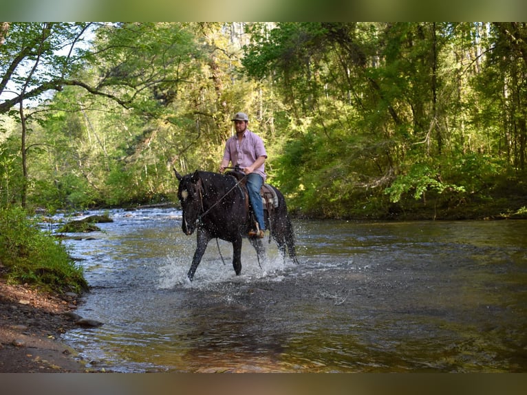 Fox trotter de Missouri Caballo castrado 14 años Negro in Cleveland TN