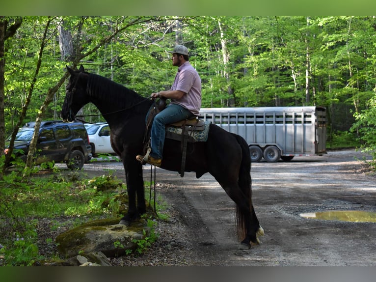 Fox trotter de Missouri Caballo castrado 14 años Negro in Cleveland TN