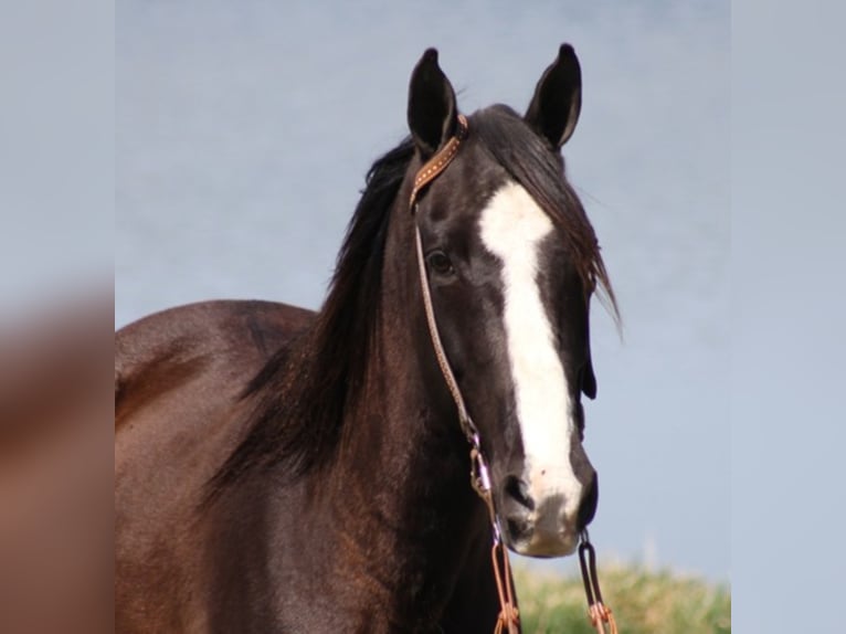 Fox trotter de Missouri Caballo castrado 14 años Negro in Whitley City, KY