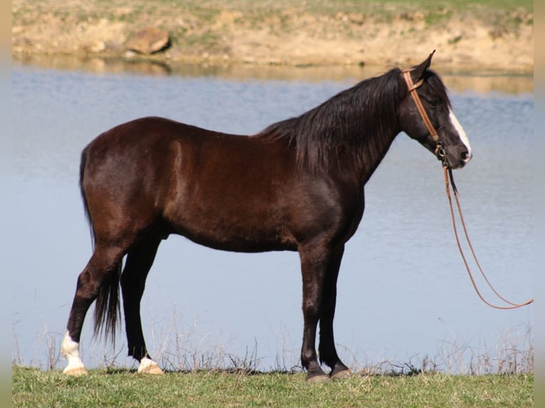 Fox trotter de Missouri Caballo castrado 14 años Negro in Whitley City, KY