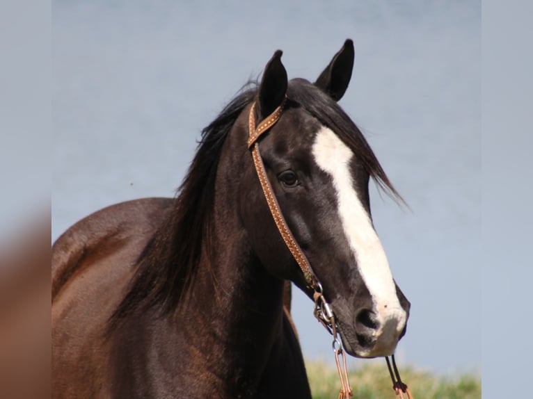 Fox trotter de Missouri Caballo castrado 14 años Negro in Whitley City, KY