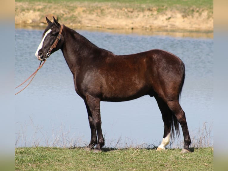 Fox trotter de Missouri Caballo castrado 14 años Negro in Whitley City, KY