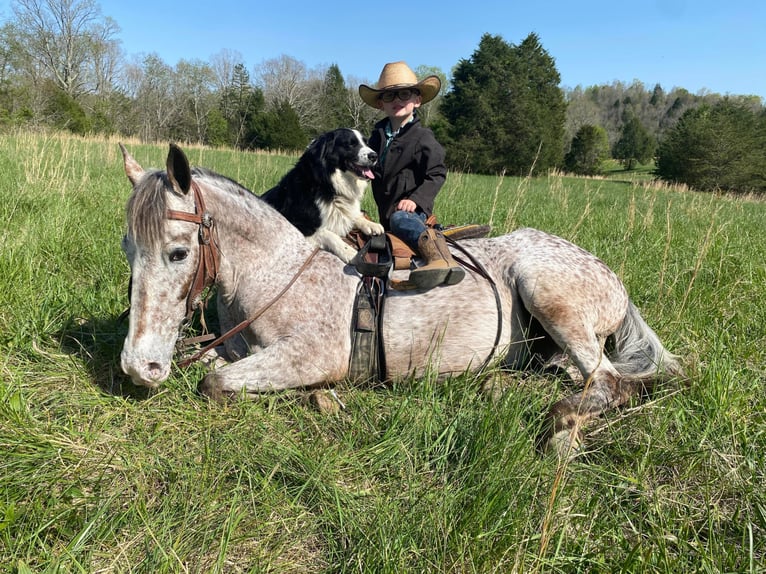 Fox trotter de Missouri Caballo castrado 15 años 142 cm Alazán-tostado in Whitley City KY