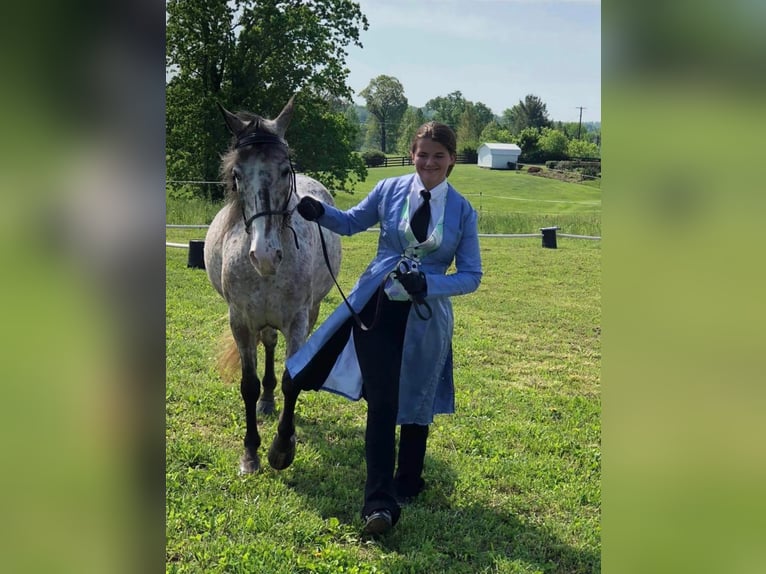 Fox trotter de Missouri Caballo castrado 15 años 142 cm Alazán-tostado in Whitley City KY