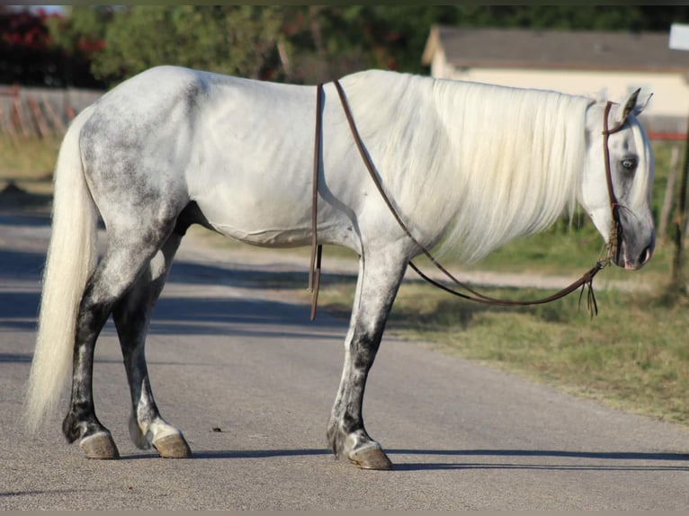 Fox trotter de Missouri Caballo castrado 15 años 142 cm Tordo in Stephenville TX