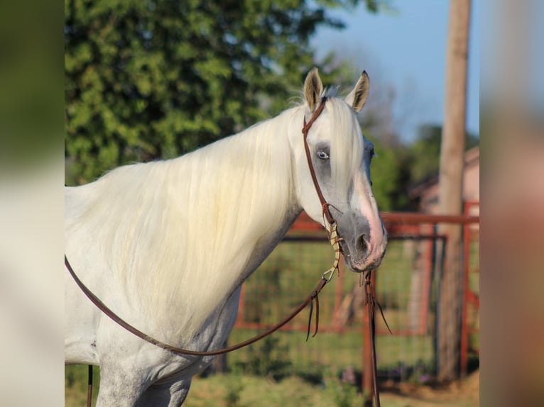 Fox trotter de Missouri Caballo castrado 15 años 142 cm Tordo in Stephenville TX