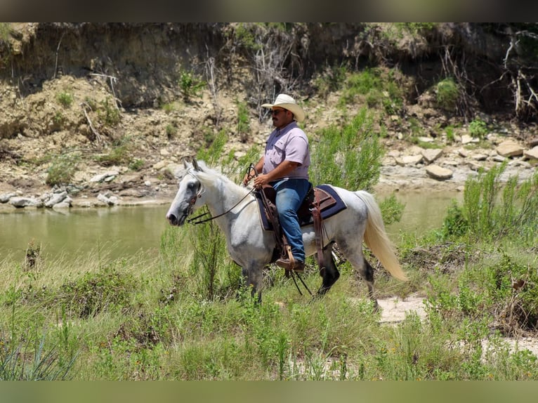 Fox trotter de Missouri Caballo castrado 15 años 142 cm Tordo in Stephenville TX