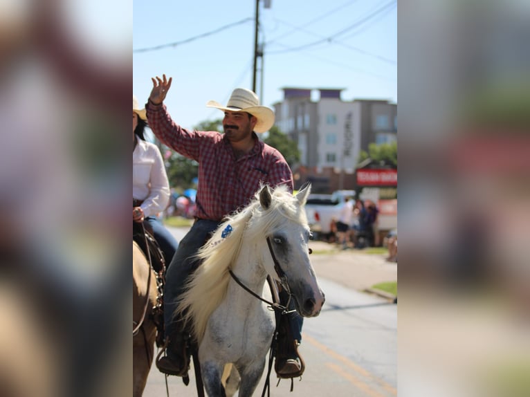 Fox trotter de Missouri Caballo castrado 15 años 142 cm Tordo in Stephenville TX