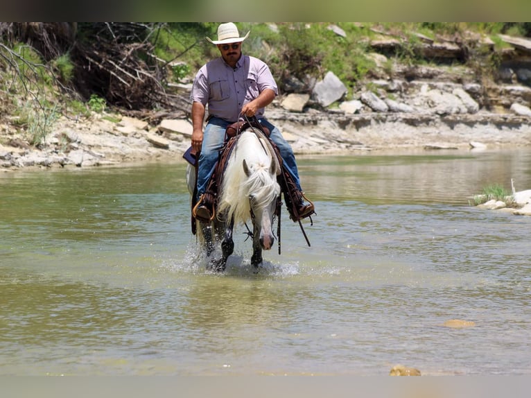 Fox trotter de Missouri Caballo castrado 15 años 142 cm Tordo in Stephenville TX