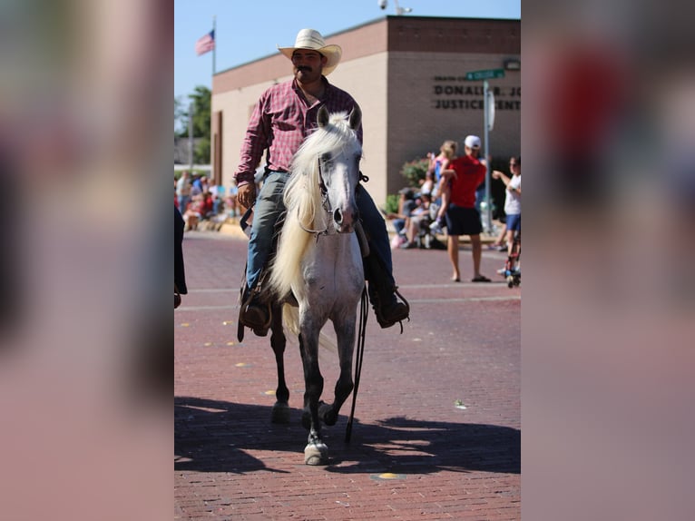 Fox trotter de Missouri Caballo castrado 15 años 142 cm Tordo in Stephenville TX