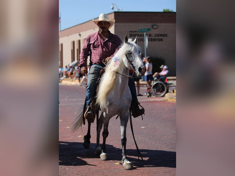 Fox trotter de Missouri Caballo castrado 15 años 142 cm Tordo in Stephenville TX