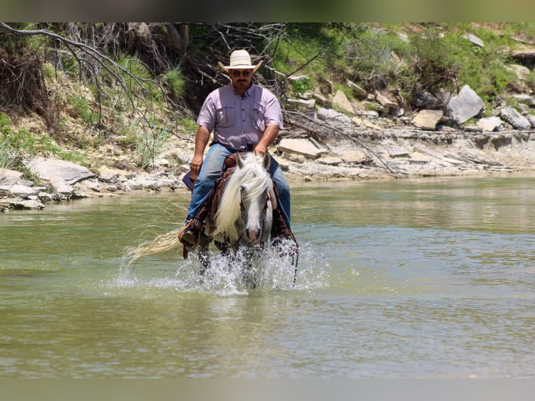 Fox trotter de Missouri Caballo castrado 15 años 142 cm Tordo in Stephenville TX