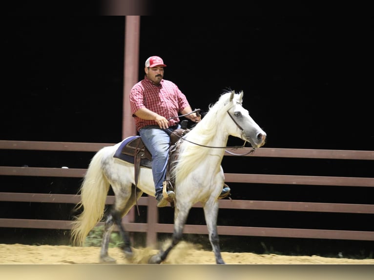 Fox trotter de Missouri Caballo castrado 15 años 142 cm Tordo in Stephenville TX