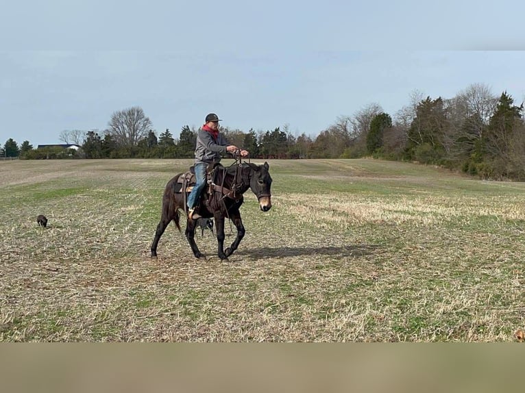 Fox trotter de Missouri Caballo castrado 15 años 150 cm Negro in Moscow Oh