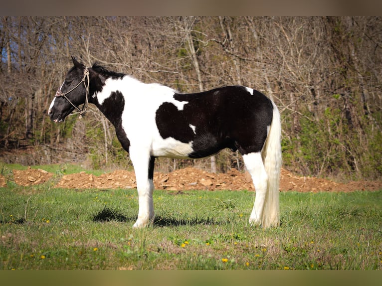 Fox trotter de Missouri Caballo castrado 15 años 150 cm Negro in FLEMINGSBURG, KY