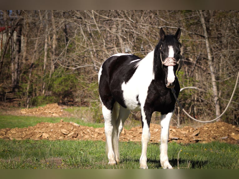 Fox trotter de Missouri Caballo castrado 15 años 150 cm Negro in FLEMINGSBURG, KY