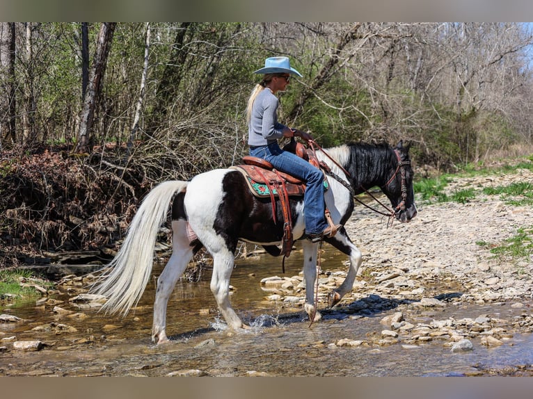 Fox trotter de Missouri Caballo castrado 15 años 150 cm Negro in FLEMINGSBURG, KY