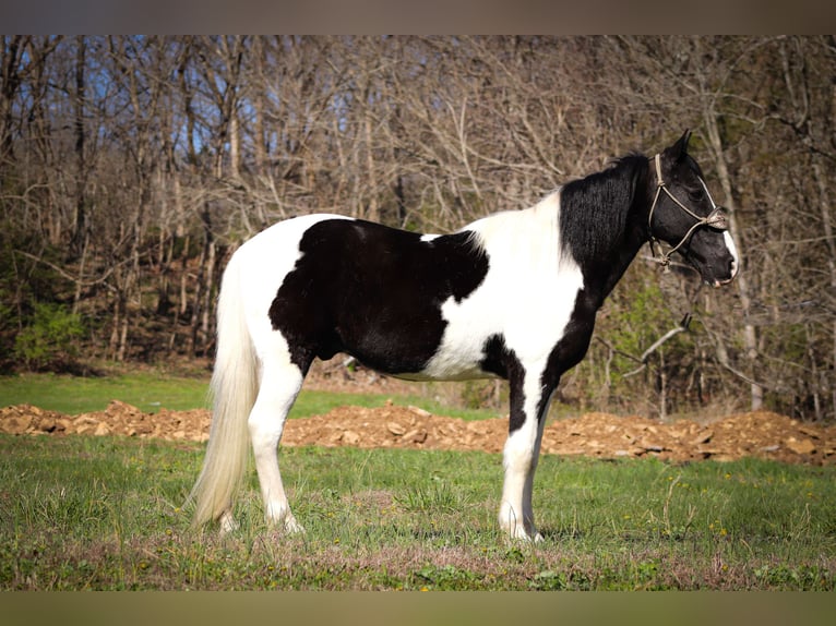 Fox trotter de Missouri Caballo castrado 15 años 150 cm Negro in FLEMINGSBURG, KY