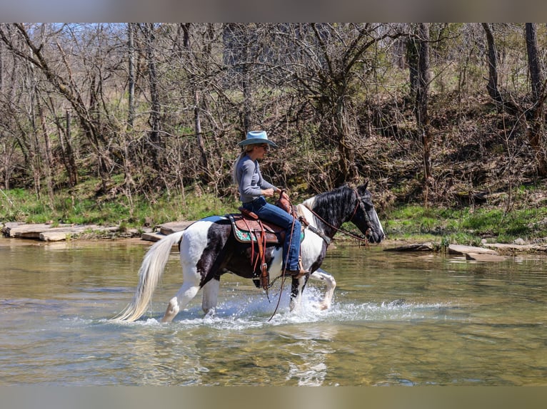 Fox trotter de Missouri Caballo castrado 15 años 150 cm Negro in FLEMINGSBURG, KY