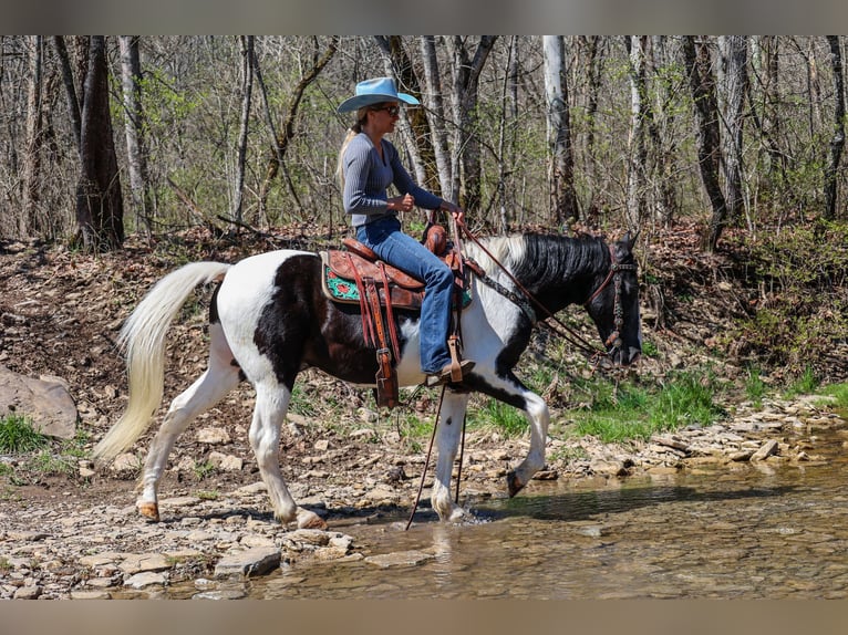 Fox trotter de Missouri Caballo castrado 15 años 150 cm Negro in FLEMINGSBURG, KY