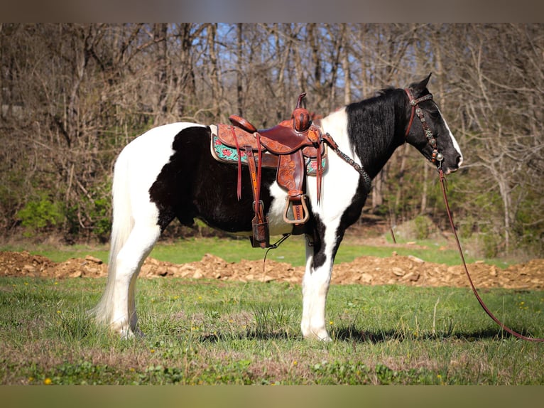 Fox trotter de Missouri Caballo castrado 15 años 150 cm Negro in FLEMINGSBURG, KY