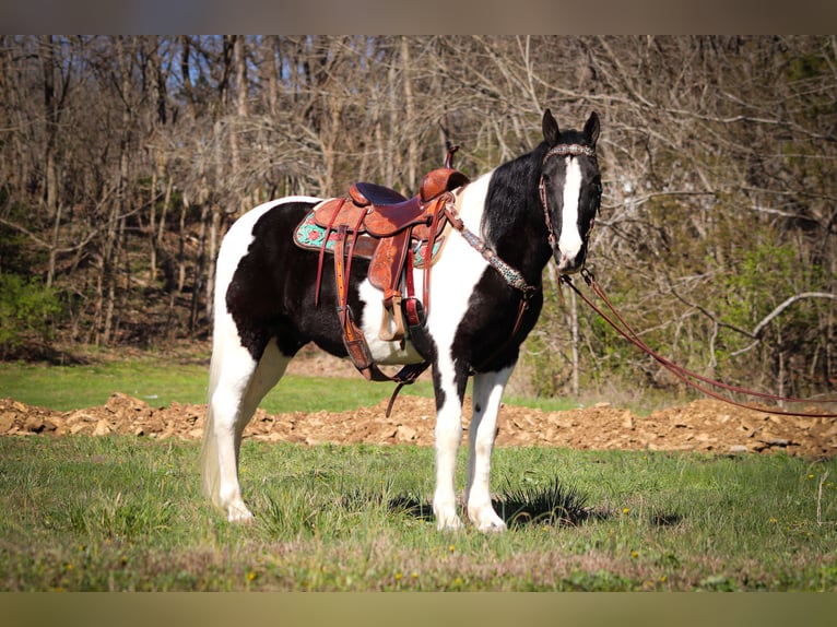 Fox trotter de Missouri Caballo castrado 15 años 150 cm Negro in FLEMINGSBURG, KY