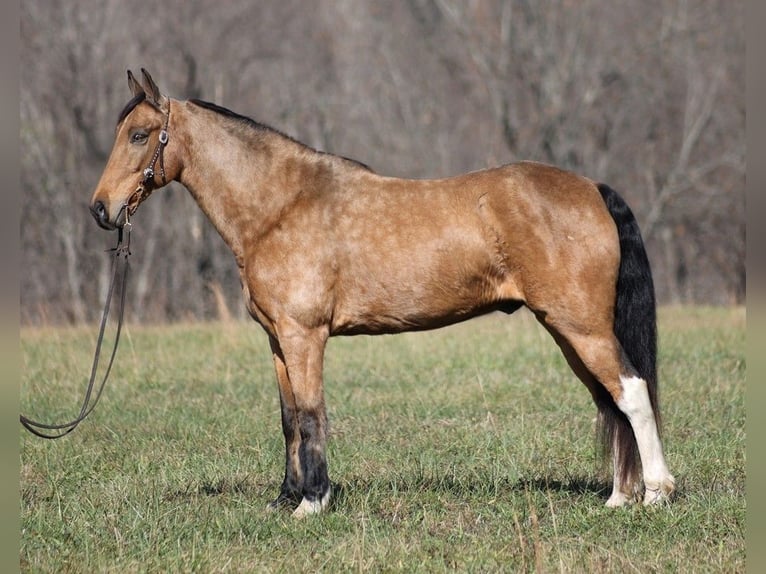 Fox trotter de Missouri Caballo castrado 15 años 152 cm Buckskin/Bayo in Jamestown KY