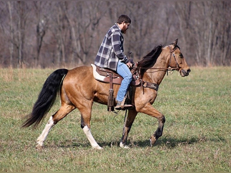 Fox trotter de Missouri Caballo castrado 15 años 152 cm Buckskin/Bayo in Jamestown KY