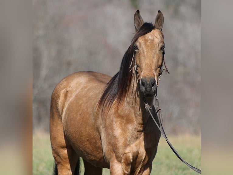 Fox trotter de Missouri Caballo castrado 15 años 152 cm Buckskin/Bayo in Jamestown KY