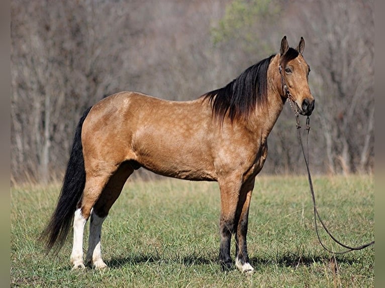 Fox trotter de Missouri Caballo castrado 15 años 152 cm Buckskin/Bayo in Jamestown KY