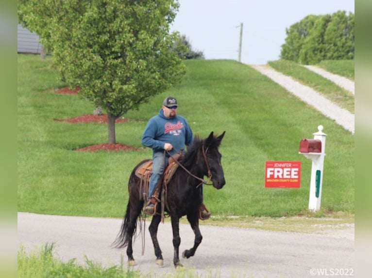 Fox trotter de Missouri Caballo castrado 15 años 152 cm Negro in Brooksville Ky