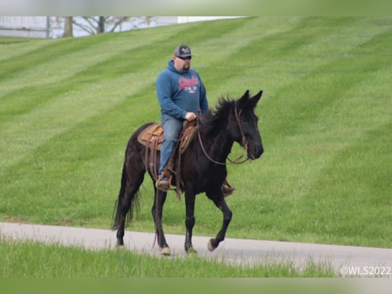 Fox trotter de Missouri Caballo castrado 15 años 152 cm Negro in Brooksville Ky