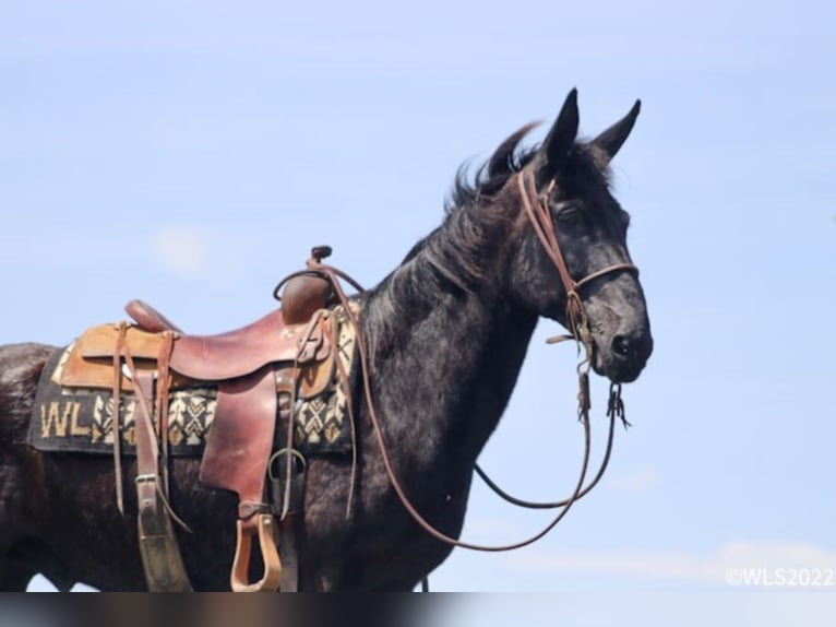 Fox trotter de Missouri Caballo castrado 15 años 152 cm Negro in Brooksville Ky