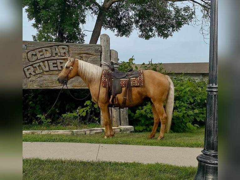 Fox trotter de Missouri Caballo castrado 15 años 152 cm Palomino in Van Horne IA