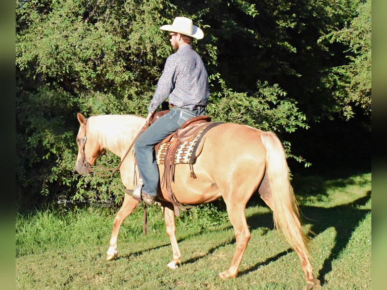 Fox trotter de Missouri Caballo castrado 15 años 152 cm Palomino in Van Horne IA