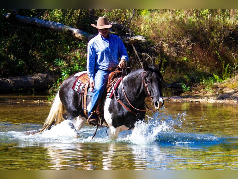 Fox trotter de Missouri Caballo castrado 15 años 152 cm Tobiano-todas las-capas in Mountain Grove MO