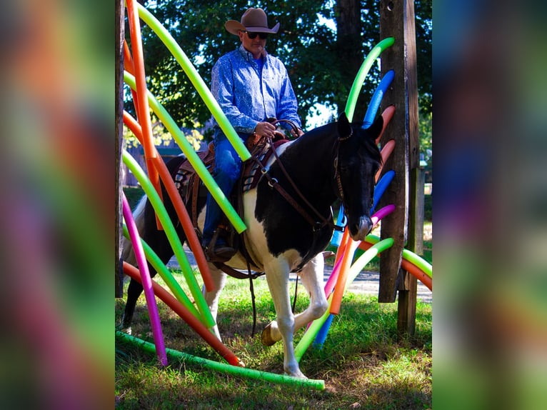 Fox trotter de Missouri Caballo castrado 15 años 152 cm Tobiano-todas las-capas in Mountain Grove MO