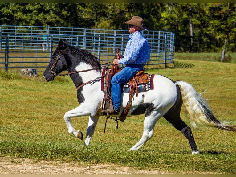 Fox trotter de Missouri Caballo castrado 15 años 152 cm Tobiano-todas las-capas in Mountain Grove MO